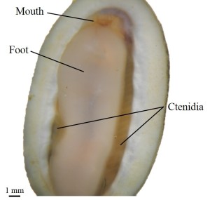 Ventral surface of C. cf. dentiens, showing ctenidia extending ~95% the length of the foot. 