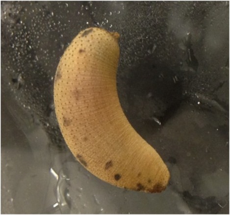 Figure 1: A sipunculan with its introvert completely retracted. Photo credit: Alexandra Bolino