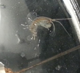 A small gammarid amphipod found swimming around in our lab. Image Credit: Jeffrey Haight