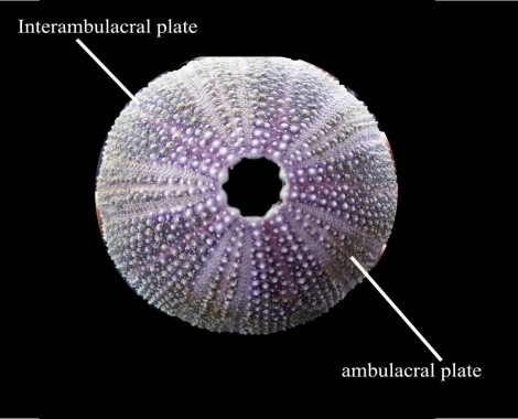 Figure 1: Sea urchin test (endoskeleton)        (Adapted from Brock, 2010) 
