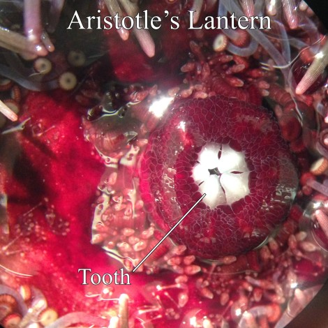 Figure 2: Aristotle’s Lantern . Image Credit: Justin Bermudez