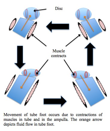 Figure 4:  Tube foot motion