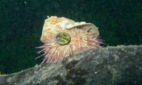 Figure 6: Sea urchin camouflage          (Adapted from Alfaro, 2009 & Milligan, 2010)  